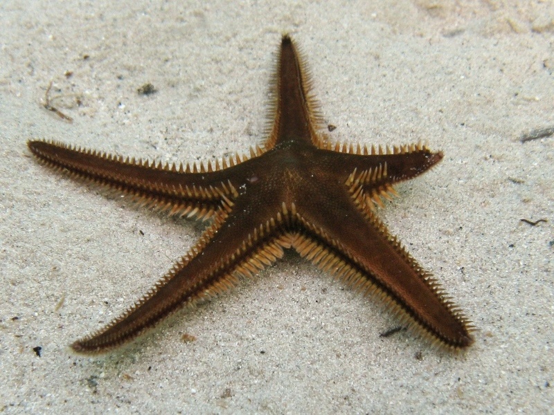 Astropecten bispinosus (Otto, 1823)